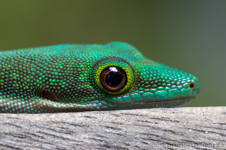 day gecko close